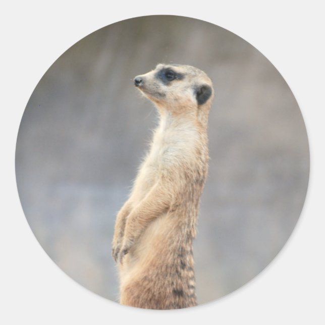 Cute Meerkat Sticker Runt Klistermärke (Framsida)