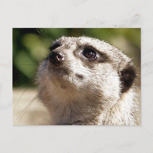 CUTE MEERKAT VYKORT (Framsida)