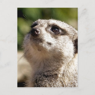 CUTE MEERKAT VYKORT