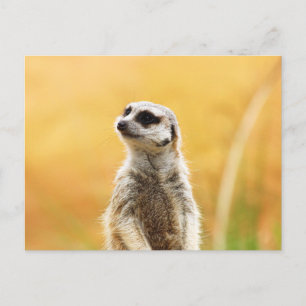 Cute Meerkat-vykort Vykort