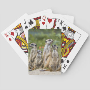 Cute Meerkats Casinokort