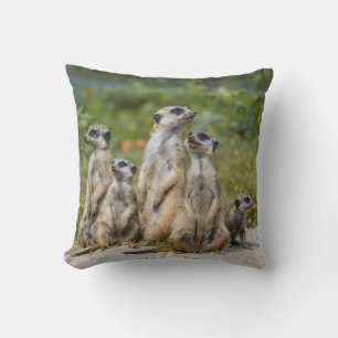 Cute Meerkats Kudde