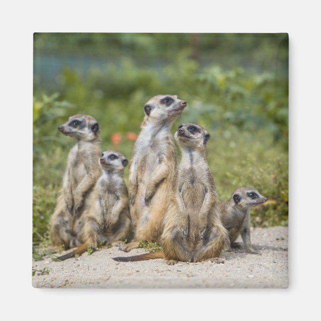 Cute Meerkats Magnet (Framsidan)