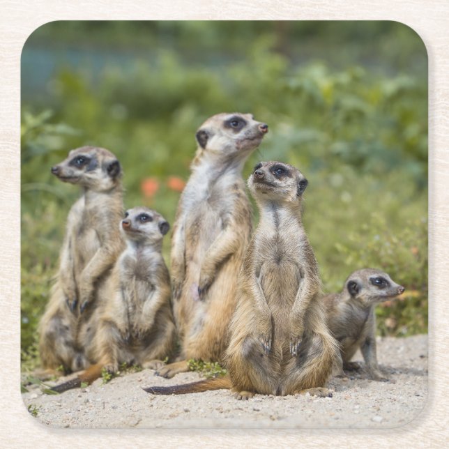 Cute Meerkats Underlägg Papper Kvadrat (Framsidan)
