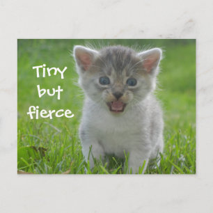 Cute Meow Kitten Tiny but Fierce Vykort