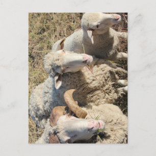 Cute Merino Fårhusdjur Lamb Vykort