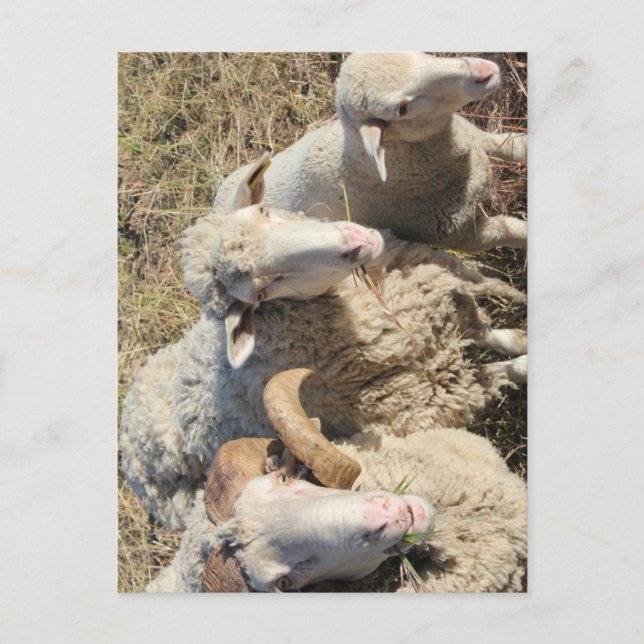 Cute Merino Fårhusdjur Lamb Vykort (Framsida)