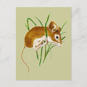 Cute Mice,Mouse Watercolor Animal Nature Vykort