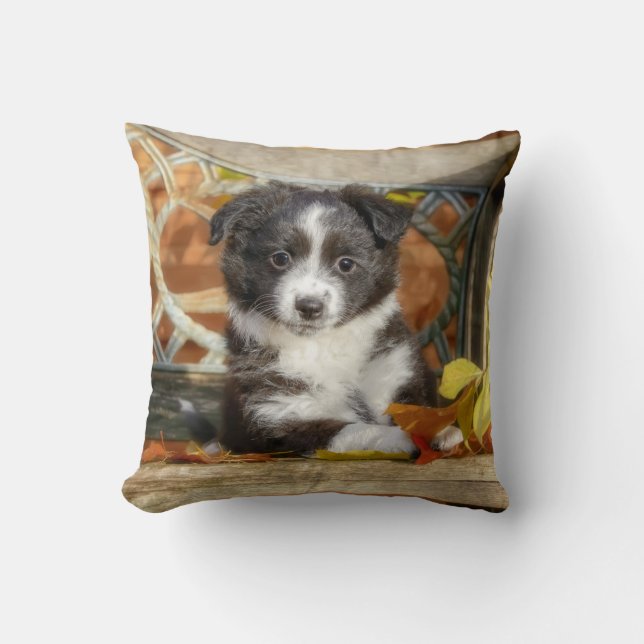 Cute Mini Aussie Shepherd Hund Bi-Färg Puppy - Kudde (Framsida)
