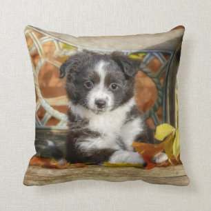 Cute Mini Aussie Shepherd Hund Bi-Färg Puppy - Kudde