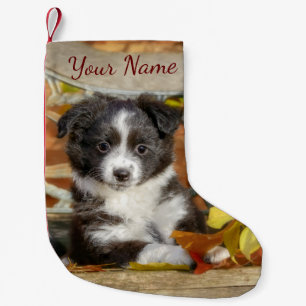 Cute Mini Aussie Shepherd Hund Bi-Färg Puppy - Liten Julstrumpa