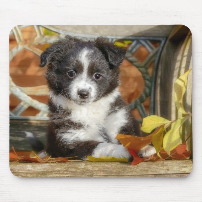 Cute Mini Aussie Shepherd Hund Bi-Färg Puppy Musmatta (Framsidan)