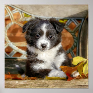 Cute Mini Aussie Shepherd Hund Bi-Färg Puppy _ Poster
