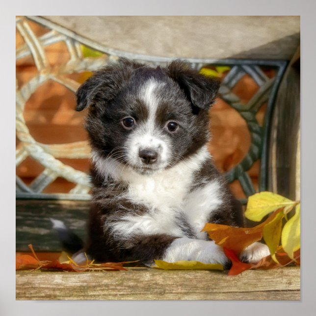 Cute Mini Aussie Shepherd Hund Bi-Färg Puppy _ Poster (Framsidan)