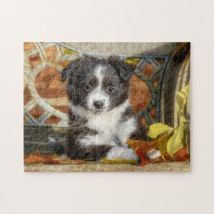 Cute Mini Aussie Shepherd Hund Bi-Färg Puppy - Pussel