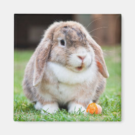 Cute Mini Holland Lop Bunny Rabbit Magnet
