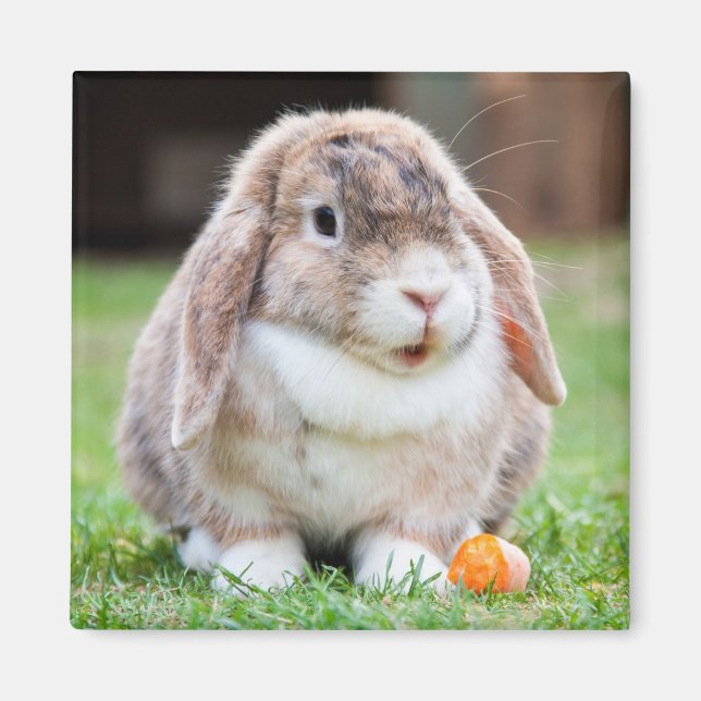 Cute Mini Holland Lop Bunny Rabbit Magnet (Framsidan)