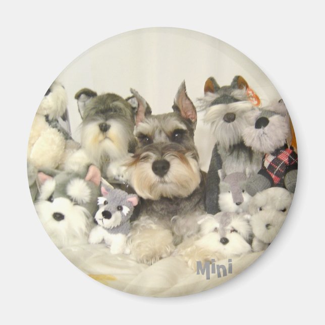 CUTE Mini Schnauzer Magnet (Framsidan)