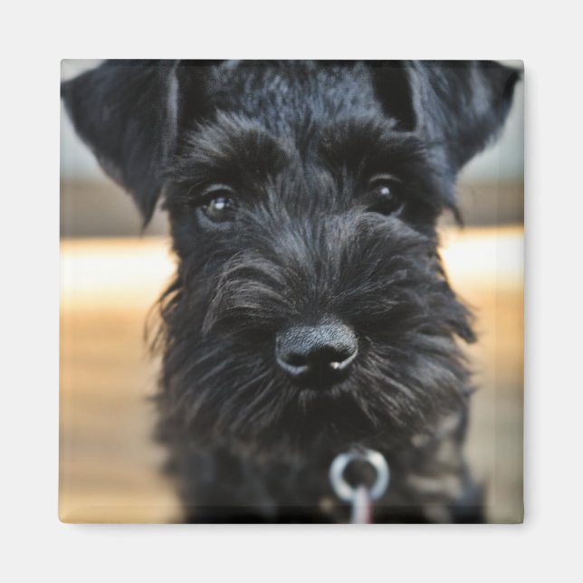 Cute Miniature Schnauzer Magnet (Framsidan)