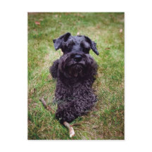 Cute Ministern Schnauzer Postcard