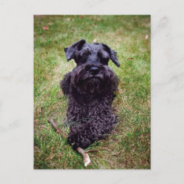 Cute Ministern Schnauzer Postcard Vykort