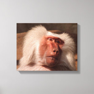 Cute Monkey Poster Canvastryck