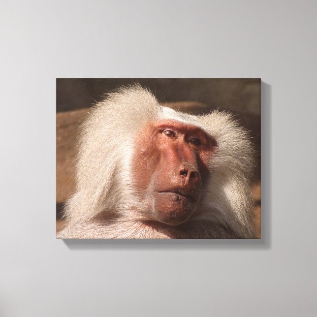 Cute Monkey Poster Canvastryck (Framsida)