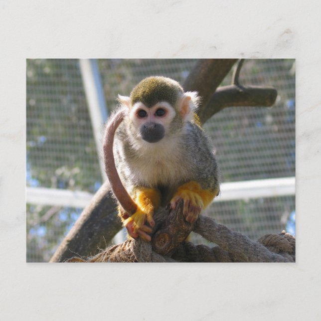 Cute Monkey Vykort (Framsida)