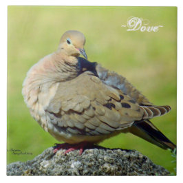 Cute Mourning Dove Ceramic Tile Kakelplatta