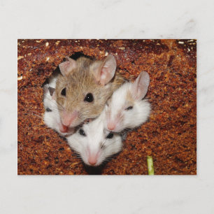 Cute Mouse Family in Loaf Bread Vykort