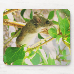 Cute Mouse Musmatta