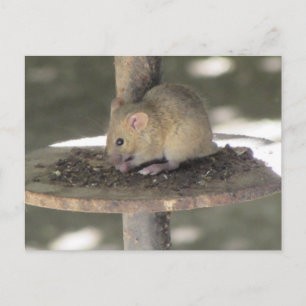 Cute Mouse som serverar en måltid Vykort