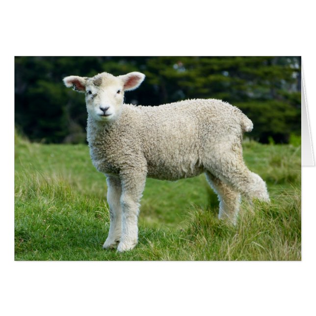 Cute Muddy Lamb i Grönt Meadow Anpassningsbar Text Hälsningskort (Framsidan Horizontal)