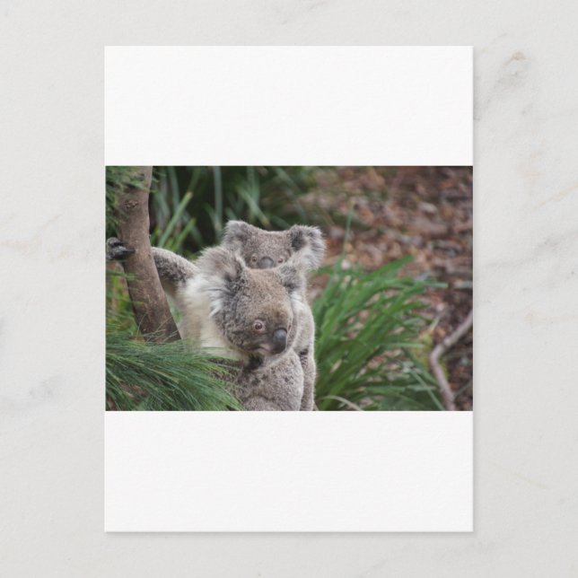 Cute Nature Jungle Träd Safari Koala Animals Bear Vykort (Framsida)