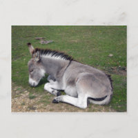 Cute New Forest Donkey