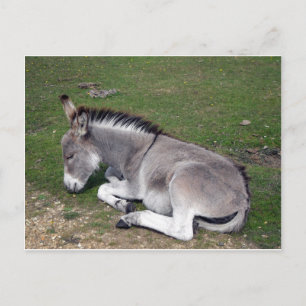 Cute New Forest Donkey Vykort
