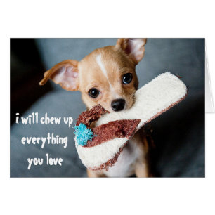 Cute New Puppy Chihuahua Chewing Funny Humor Hälsningskort