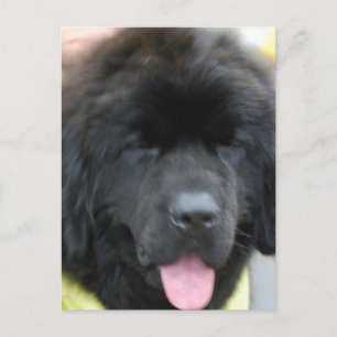 Cute Newfoundland vykort