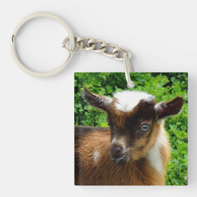 Cute Nigerian Dwarf Dairy Goat Kid (Framsidan)