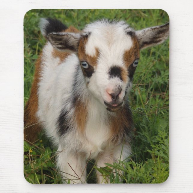 Cute Nigerian Dwarf Dairy Goat Kid Mouse Pad Musmatta (Framsidan)