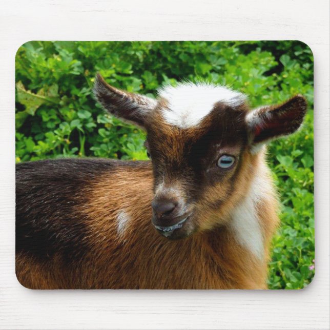 Cute Nigerian Dwarf Dairy Goat Kid Musmatta (Framsidan)