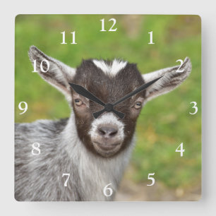 Cute Nigerian Dwarf Goat Kid Fyrkantig Klocka