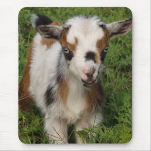 Cute Nigerian Dwarf Goat Kid Mouse Pad Musmatta