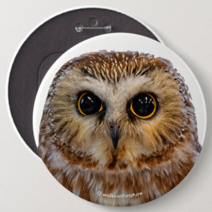 Cute Northern Saw Whet Uggla Knapp