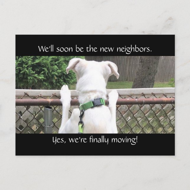 Cute Nosey White-Hund försöker träffa grannländern Vykort (Framsida)