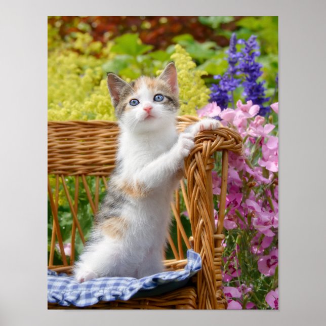 Cute Nosy Baby Cat Kitten i en Blommar Garden - Poster (Framsidan)