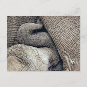 Cute Nursing Baby Elephant som ammades av Mor Vykort