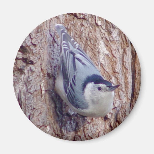 Cute Nuthatch Bird Magnet (Framsidan)