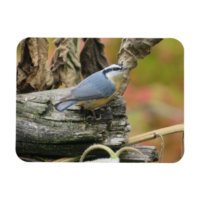 Cute Nuthatch Magnet (Horisontell)