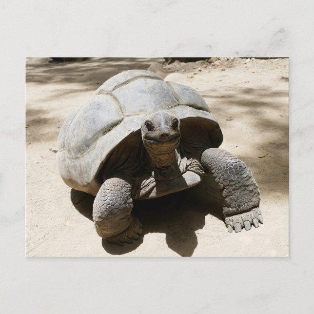 Cute & Nyfiken Beach Tortoise Vykort (Framsida)